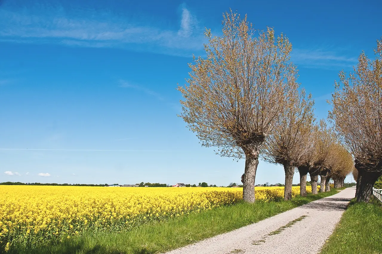 canola_field canola field, photo: Måns Fornander/imagebank.sweden.se