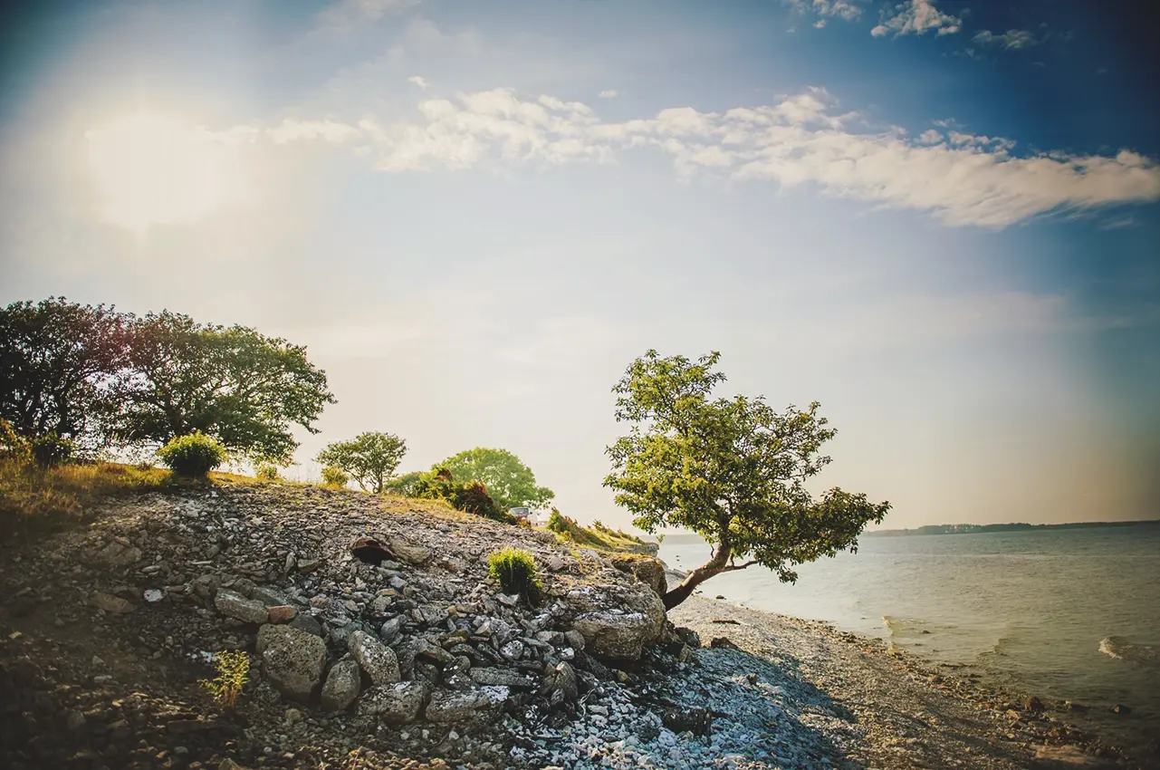 Fårö view, a tree and the sea photo: Simon Paulin/imagebank.sweden.se