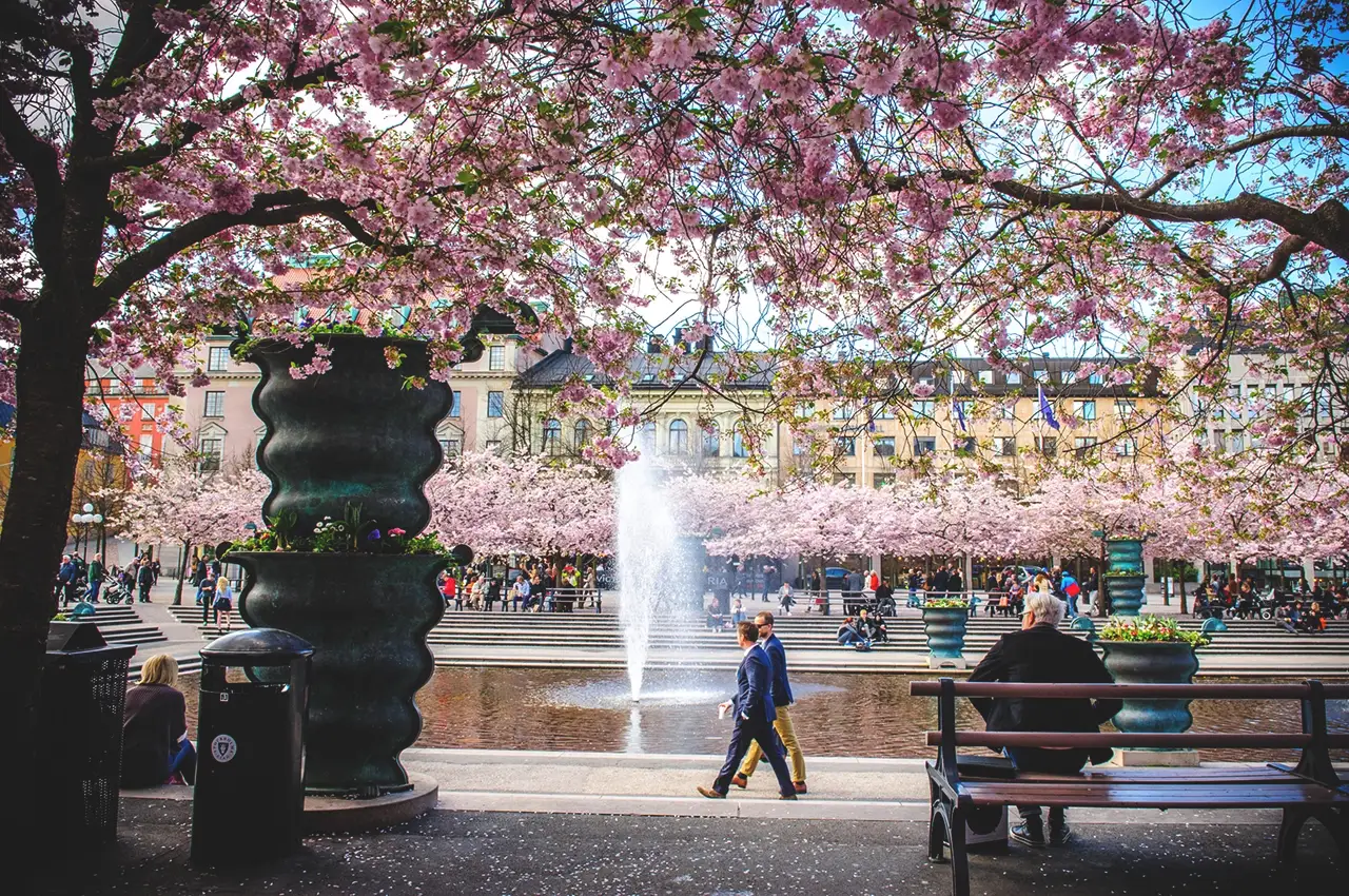 kungstradgarden cherry bloom in kungstradgarden photo: 68. Lola Akinmade Åkerström/imagebank.sweden.se