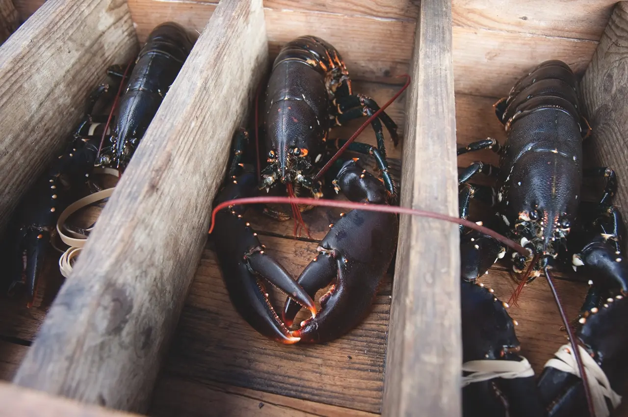lobster lobsters photo: Fredrik Broman/imagebank.sweden.se