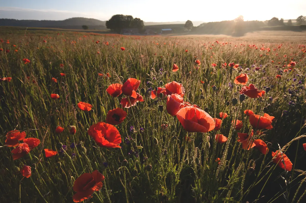 poppy_field poppy field in sunset photo: Anders Tedeholm/imagebank.sweden.se