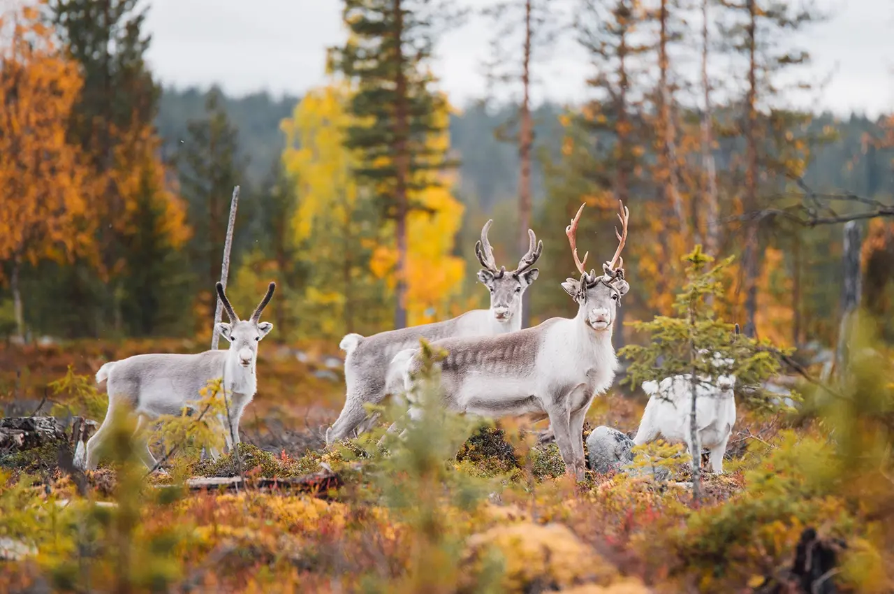 reindeer_autumn reindeer autumn, photo: Julia Kivelä, Visit Finland