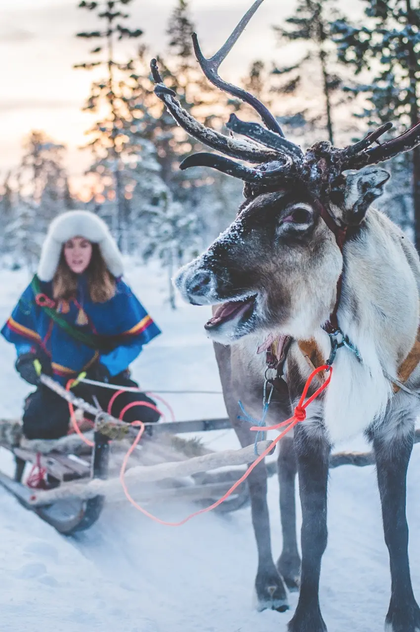 ren reindeer sleigh ride in the north photo: Asaf Kliger/imagebank.sweden.se