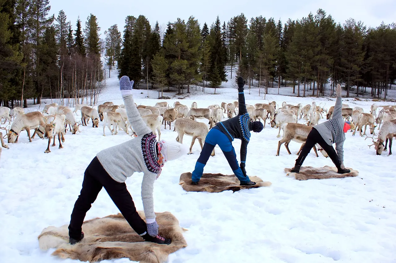 Reindeer yoga at Kujala Reindeer Farm