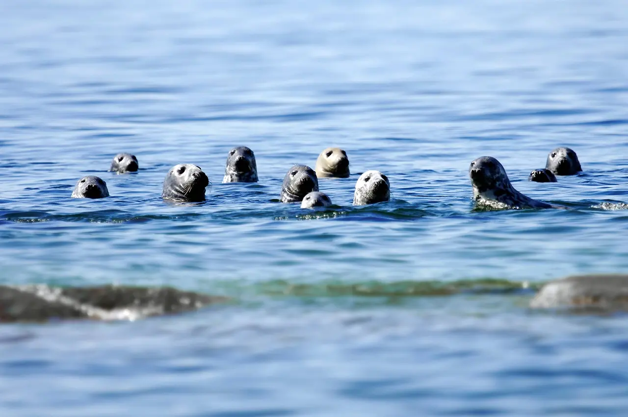 Seals-swimming swimming seals outside Åland