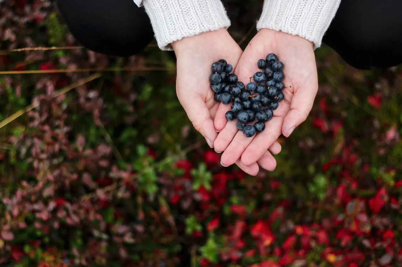blueberry-heart hands holding blueberries in the shape of a heart