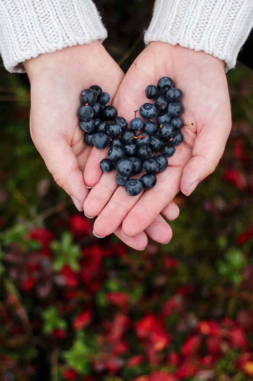 hands holding blueberries in the shape of a heart