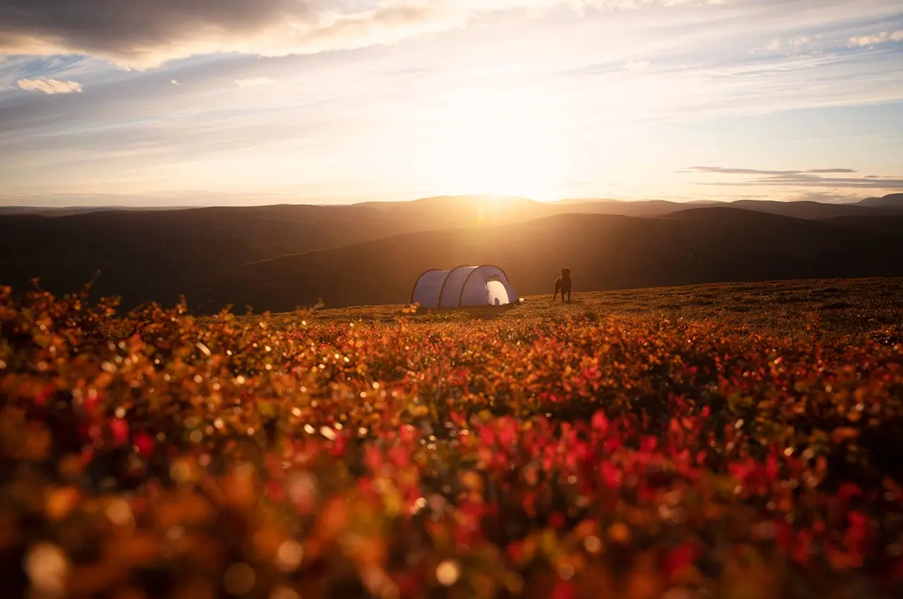 camping a tent and a dog in the autumn mountain landscape