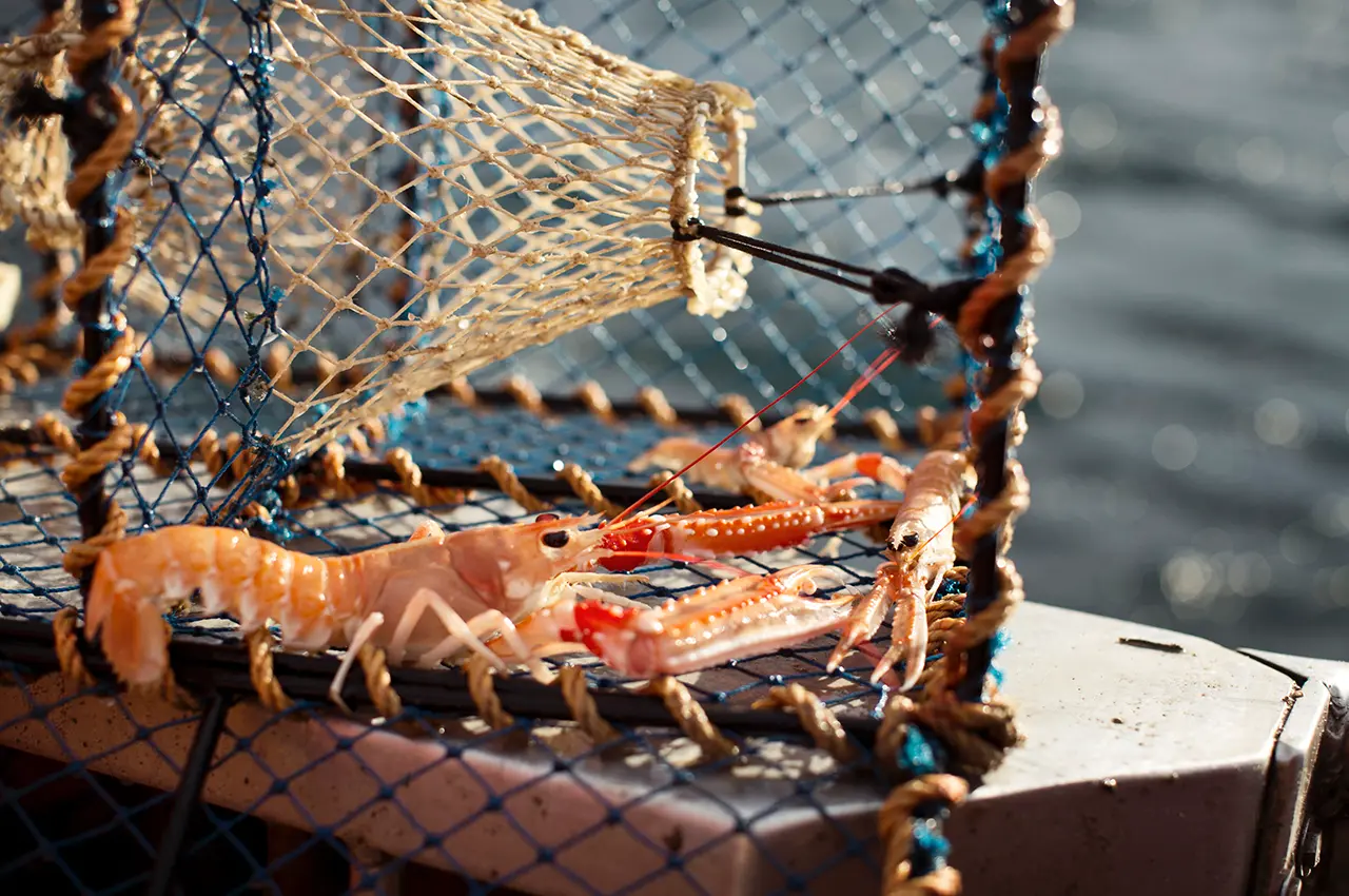 langoustine in a net. photo: tina stafren