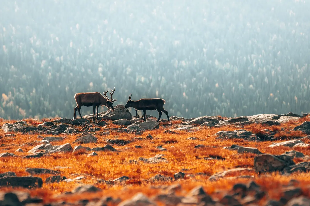 reindeer-auumn Reinders in autumn landscape