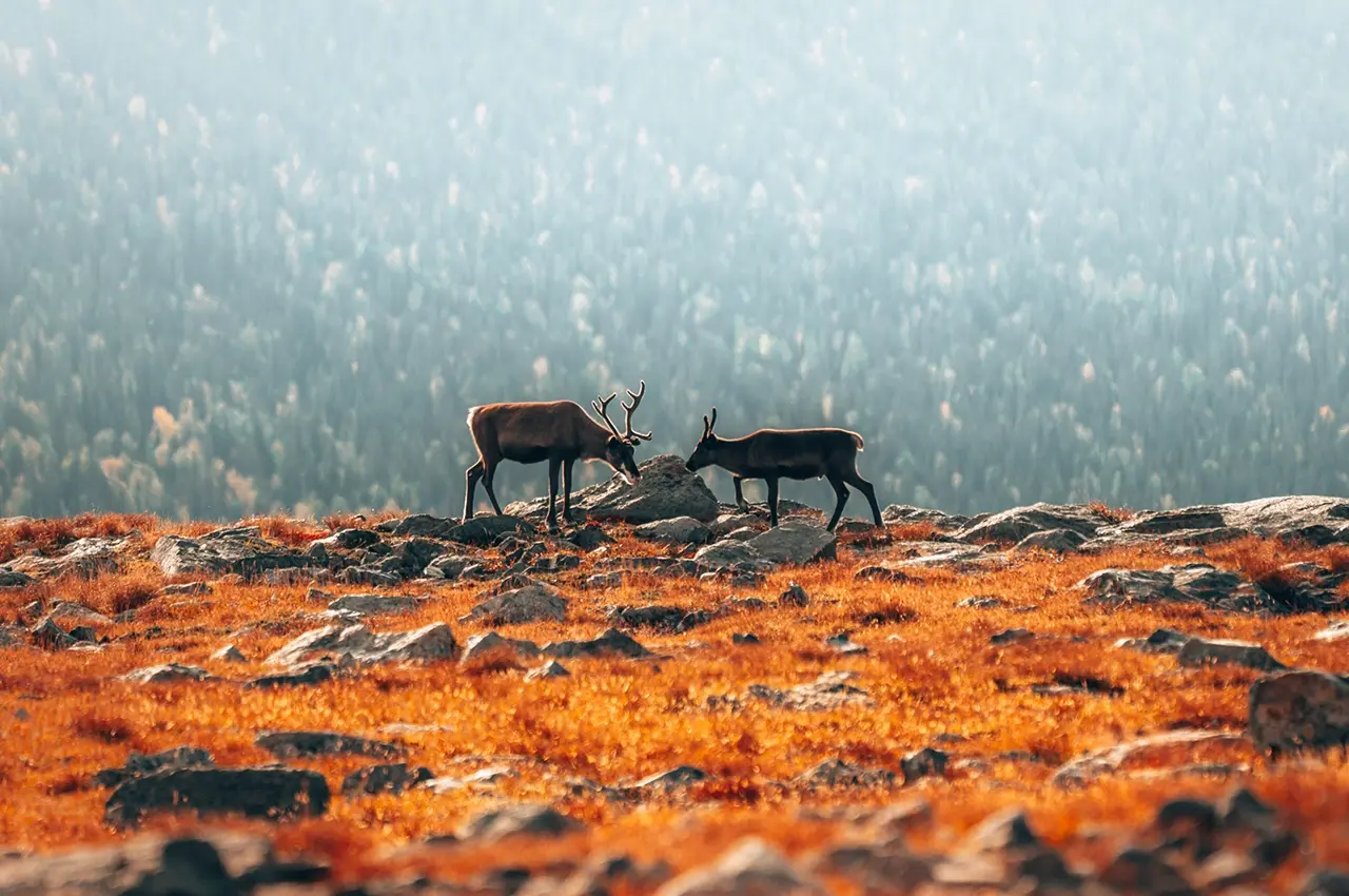 reindeers-autumn reindeers in autumn