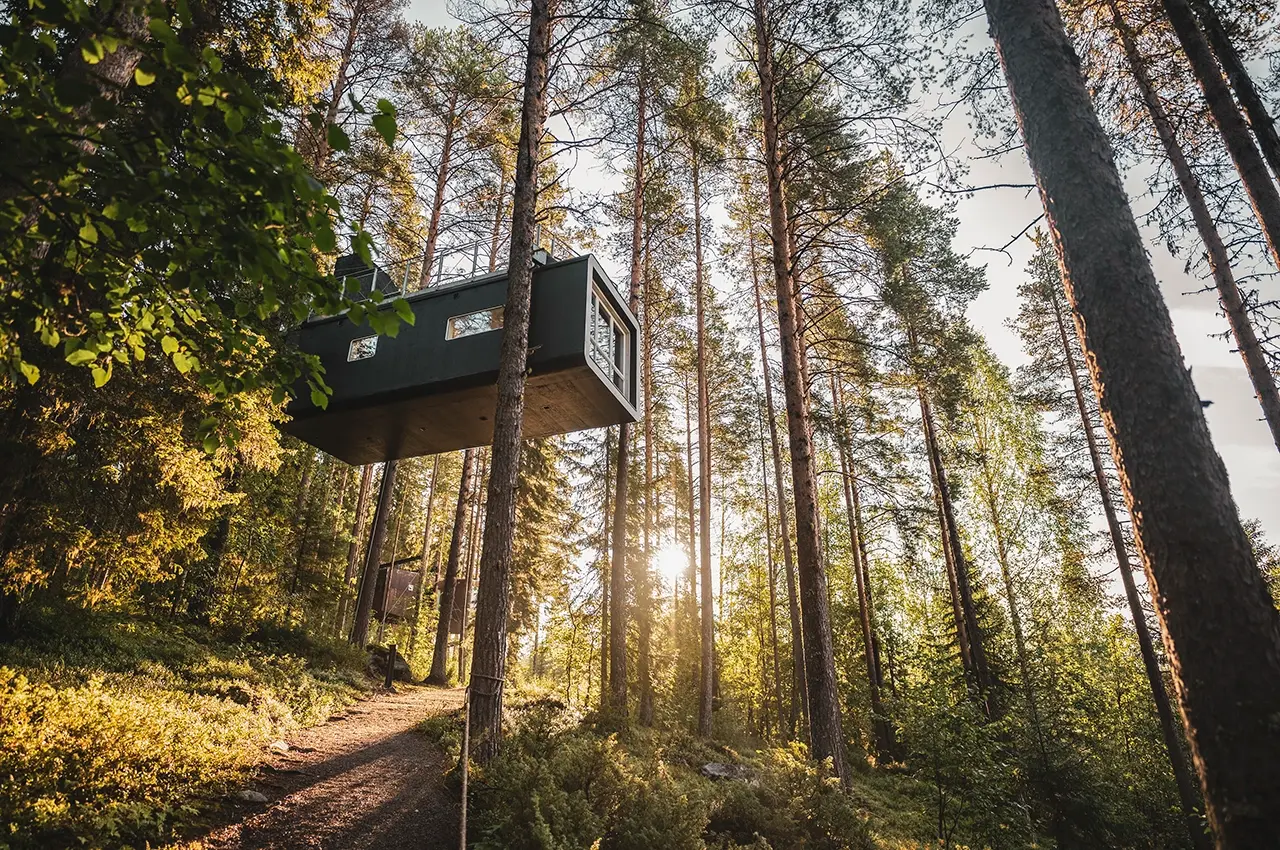 treehouse tree hotel