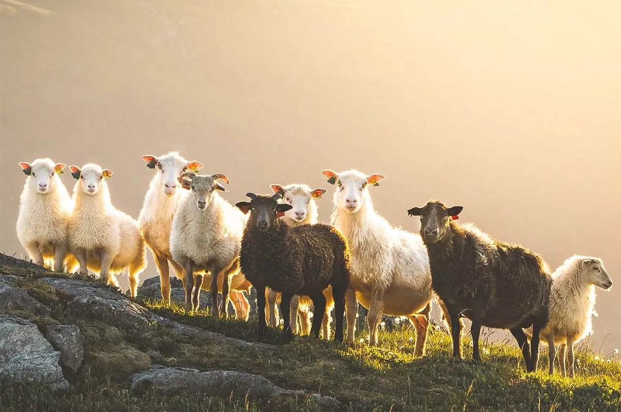 gullfjellet_sheep2 Sheep on the mountain of Gullfjellet